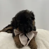 Babette, a female German Shepherd Dog for sale in Columbus, OH – Photo 9 of 10