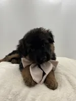 Babette, a female German Shepherd Dog for sale in Columbus, OH – Photo 4 of 5