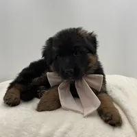 Babette, a female German Shepherd Dog for sale in Columbus, OH – Photo 8 of 10