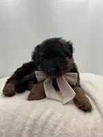 Babette, a female German Shepherd Dog for sale in Columbus, OH – Photo 3 of 5