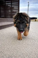 Babette, a female German Shepherd Dog for sale in Columbus, OH – Photo 4 of 10