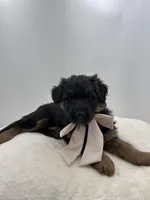 Bree, a female German Shepherd Dog for sale in Columbus, OH – Photo 4 of 5