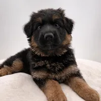 Bree, a female German Shepherd Dog for sale in Columbus, OH – Photo 1 of 5