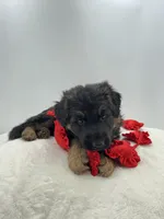 Bree, a female German Shepherd Dog for sale in Columbus, OH – Photo 3 of 5