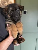 Caleesi, a female German Shepherd Dog for sale in Columbus, OH – Photo 3 of 5