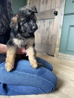 Caleesi, a female German Shepherd Dog for sale in Columbus, OH – Photo 4 of 5