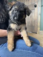 Caleesi, a female German Shepherd Dog for sale in Columbus, OH – Photo 5 of 5