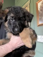 Caleesi, a female German Shepherd Dog for sale in Columbus, OH – Photo 2 of 5