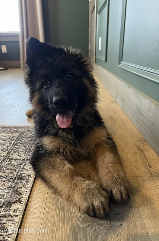 Bell – German Shepherd Dog puppy for sale in Columbus, OH