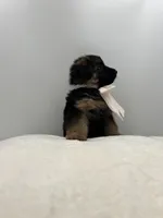 Bell, a female German Shepherd Dog for sale in Columbus, OH – Photo 4 of 8