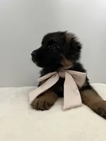 Bell, a female German Shepherd Dog for sale in Columbus, OH – Photo 5 of 8