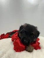 Bell, a female German Shepherd Dog for sale in Columbus, OH – Photo 3 of 8