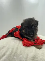 Bell, a female German Shepherd Dog for sale in Columbus, OH – Photo 2 of 8