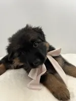 Bell, a female German Shepherd Dog for sale in Columbus, OH – Photo 6 of 8