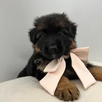 Bell, a female German Shepherd Dog for sale in Columbus, OH – Photo 1 of 8