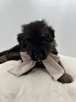 Bell, a female German Shepherd Dog for sale in Columbus, OH – Photo 8 of 8