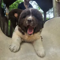 Newfoundland Pup, a female Newfoundland for sale in Harrisburg, PA – 2 of 8