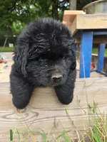 Newfoundland Pup, a female Newfoundland for sale in Harrisburg, PA – 7 of 8