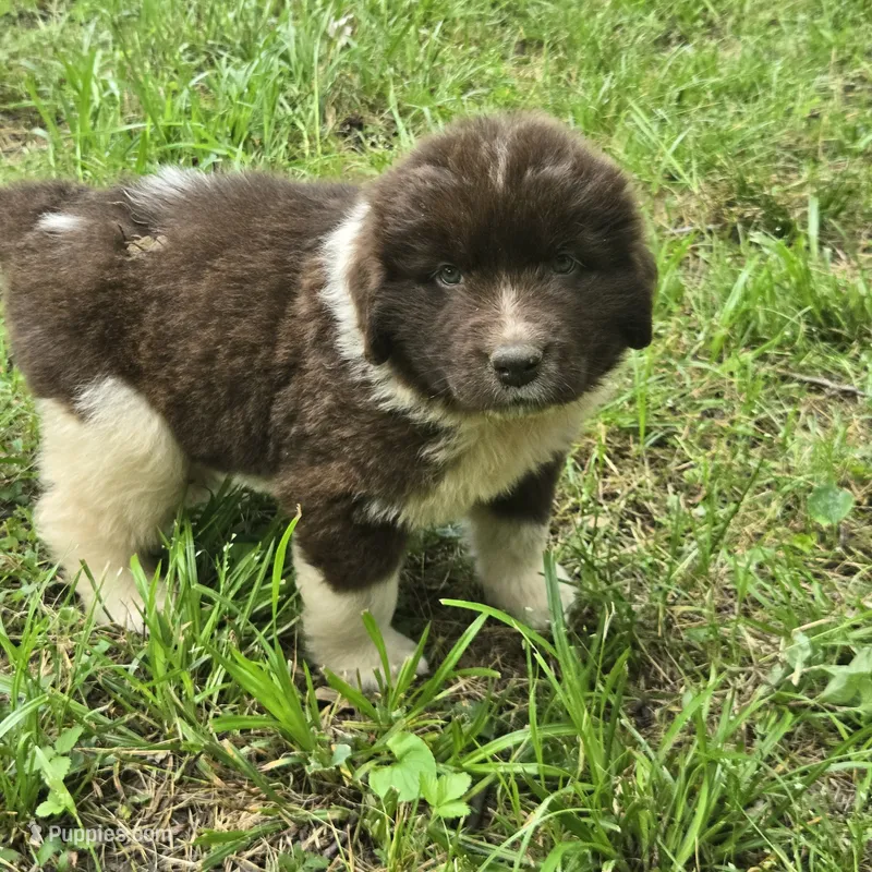 Newfoundland Pup – Newfoundland puppy for sale in Harrisburg, PA
