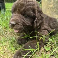 Newfoundland Pup, a female Newfoundland for sale in Harrisburg, PA – 4 of 8