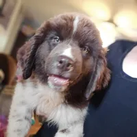 Thunder, a female Newfoundland for sale in Spiro, OK – 1 of 2