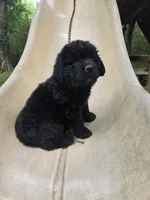 Newfoundland Pup, a female Newfoundland for sale in Harrisburg, PA – 6 of 8