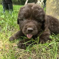 Newfoundland Pup, a female Newfoundland for sale in Harrisburg, PA – 5 of 8