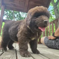 Newfoundland Pup, a female Newfoundland for sale in Harrisburg, PA – 3 of 8
