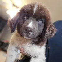 Thunder, a female Newfoundland for sale in Spiro, OK – 2 of 2