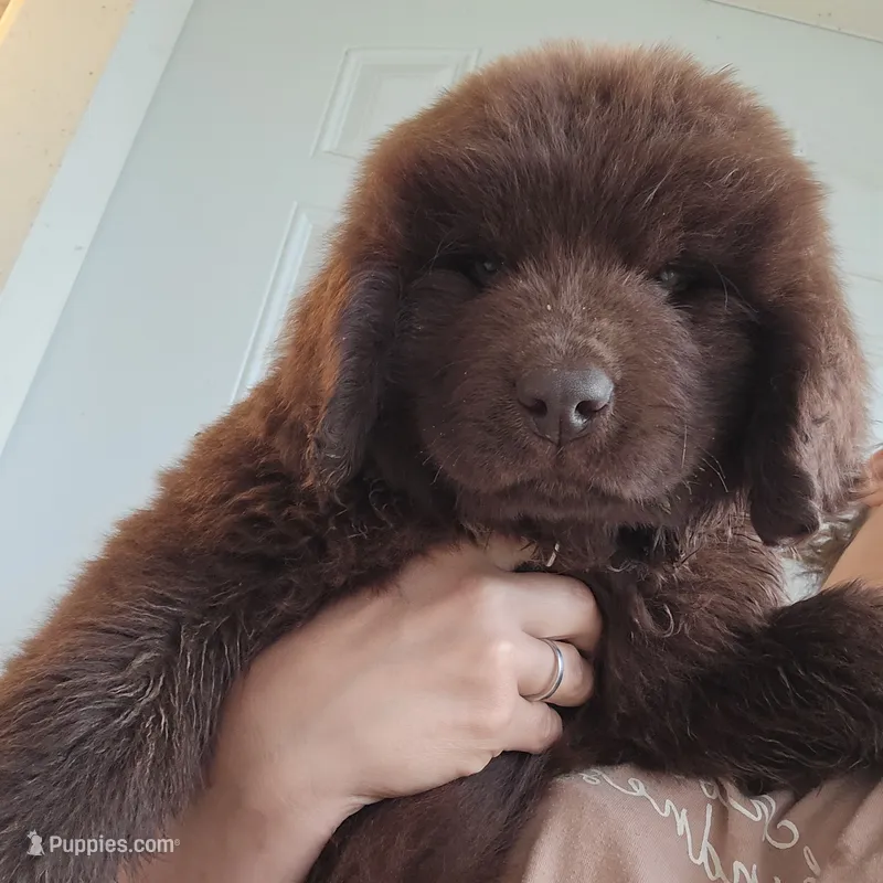 Newfoundland Pup – Newfoundland puppy for sale in Spiro, OK