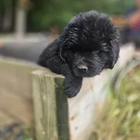 Newfoundland Pup, a female Newfoundland for sale in Harrisburg, PA – 8 of 8