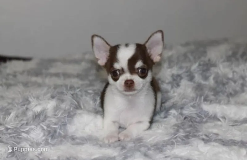 Chikito – Chihuahua puppy for sale in Bakersfield, CA