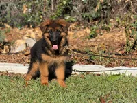 Delta de casa urcid, a female German Shepherd Dog for sale in Riverside, CA – 4 of 5