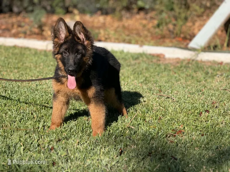 Princess de casa urcid , a female German Shepherd Dog for sale in Riverside, CA – 1 of 5