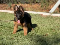Princess de casa urcid , a female German Shepherd Dog for sale in Riverside, CA – 1 of 5