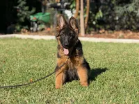 Princess de casa urcid , a female German Shepherd Dog for sale in Riverside, CA – 2 of 5