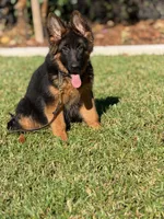 Princess de casa urcid , a female German Shepherd Dog for sale in Riverside, CA – 4 of 5