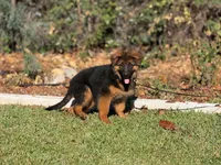 Delta de casa urcid, a female German Shepherd Dog for sale in Riverside, CA – 3 of 5