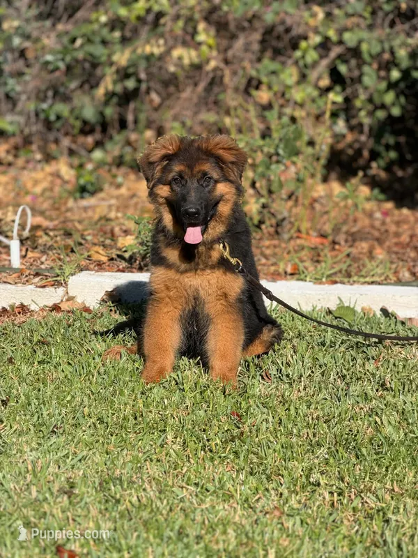 Delta de casa urcid, a female German Shepherd Dog for sale in Riverside, CA – 1 of 5