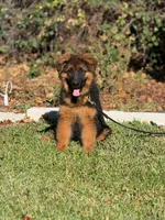 Delta de casa urcid, a female German Shepherd Dog for sale in Riverside, CA – 1 of 5