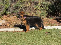 Delta de casa urcid, a female German Shepherd Dog for sale in Riverside, CA – 2 of 5