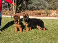 Delta de casa urcid, a female German Shepherd Dog for sale in Riverside, CA – 5 of 5