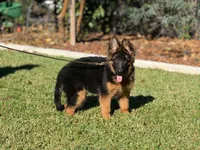 Princess de casa urcid , a female German Shepherd Dog for sale in Riverside, CA – 5 of 5