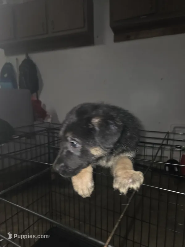 Girl 2 – German Shepherd Dog puppy for sale in Houston, TX