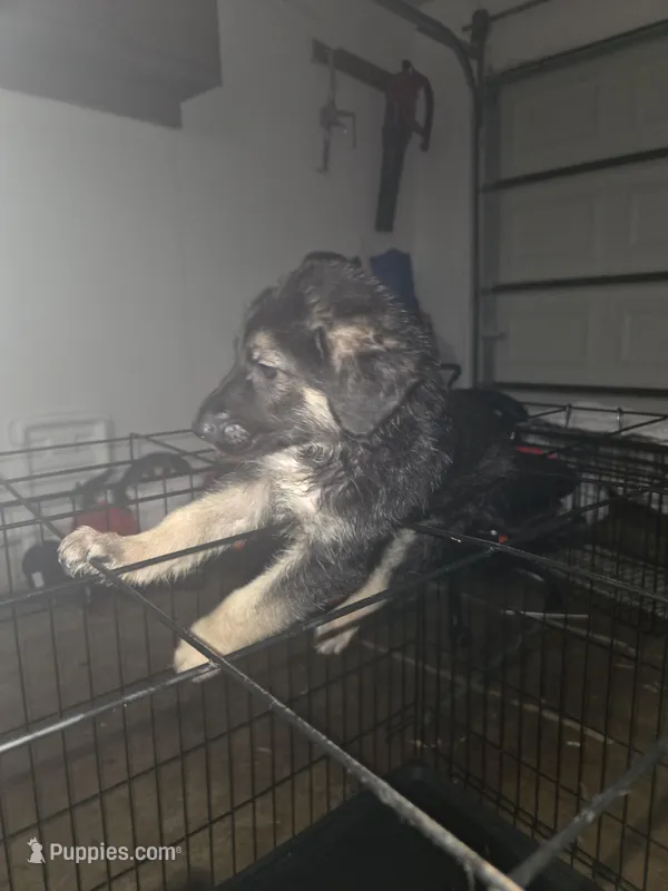 Boy 1  – German Shepherd Dog puppy for sale in Houston, TX