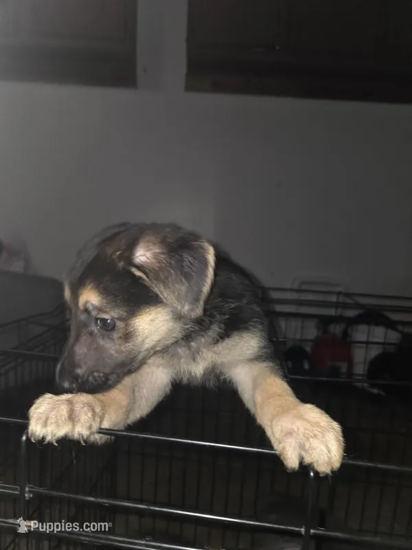 Girl 3, a female German Shepherd Dog for sale in Houston, TX – Photo 1 of 1