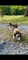 Barney CKC, a male Basset Hound for sale in Murphy, NC – Photo 6 of 6