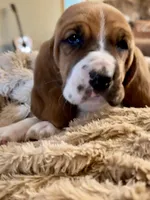 Barney Rubble CKC, a male Basset Hound for sale in Murphy, NC – 7 of 10