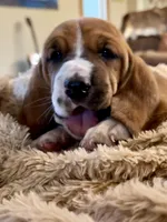Barney Rubble CKC, a male Basset Hound for sale in Murphy, NC – 4 of 10
