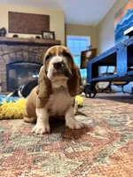 Barney CKC, a male Basset Hound for sale in Murphy, NC – Photo 4 of 6